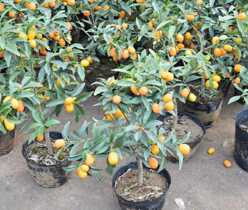 新沂橘子批发